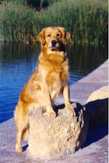 erica, CH Sherwood's Erica Kane OD