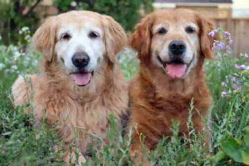 erica, CH Sherwood's Erica Kane OD