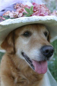 CH Sherwood's Erica Kane OD