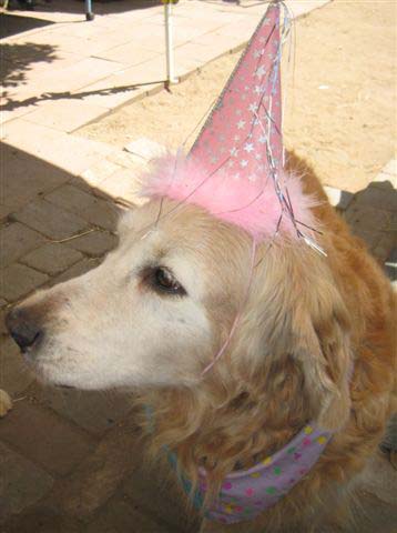 true, CH Sherwood's Truly Bodacious BISS