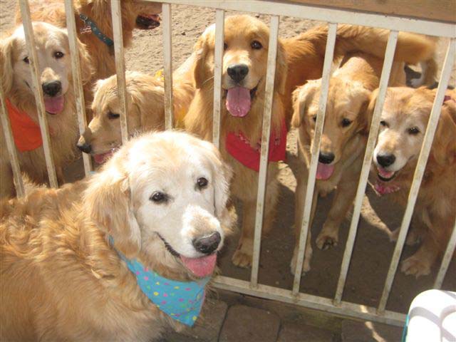 true, CH Sherwood's Truly Bodacious BISS