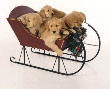 erica, CH Sherwood's Erica Kane OD