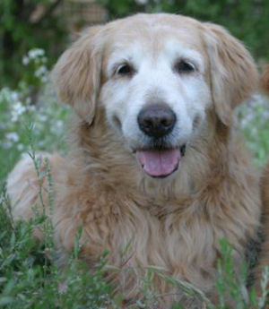 Sherwood's Star Attraction CDX NA