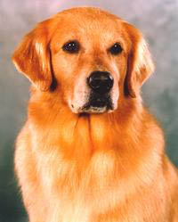 CCH Claircrest It's Snow Business OD