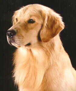 Tagi,  CH Sherwood's Tribal Council BISS,