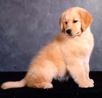 true, CH Sherwood's Truly Bodacious BISS