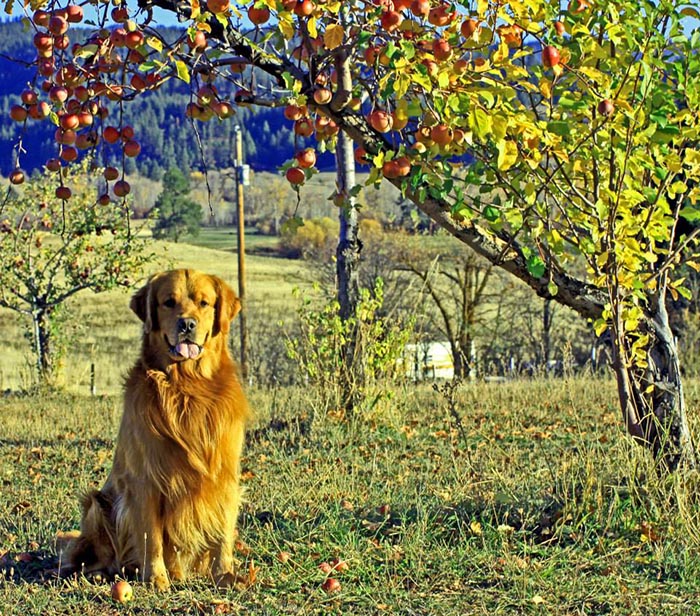 brutus, Sherwood's Sherwood's Don't Preach To The Choir