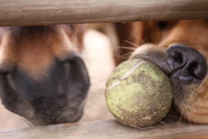 brutus, Sherwood's Sherwood's Don't Preach To The Choir