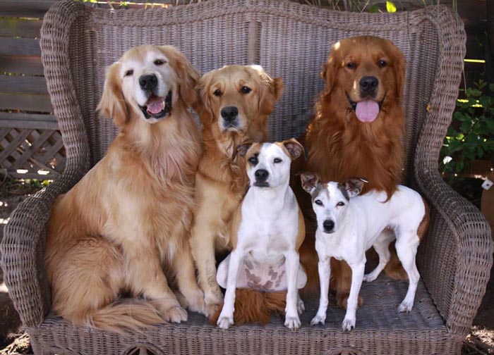 brutus, Sherwood's Sherwood's Don't Preach To The Choir