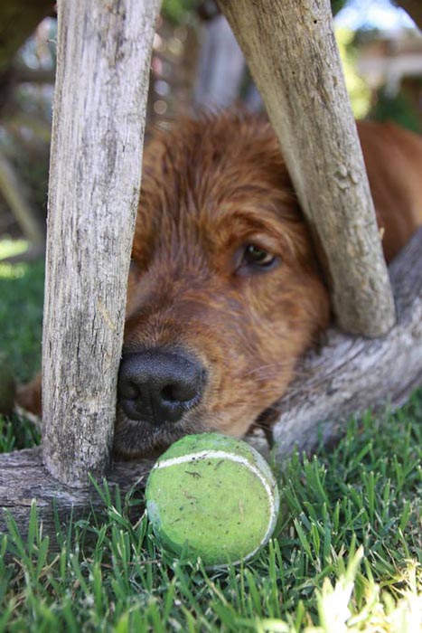 brutus, Sherwood's Sherwood's Don't Preach To The Choir