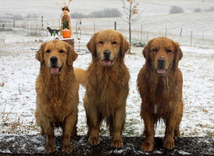 brutus, Sherwood's Sherwood's Don't Preach To The Choir