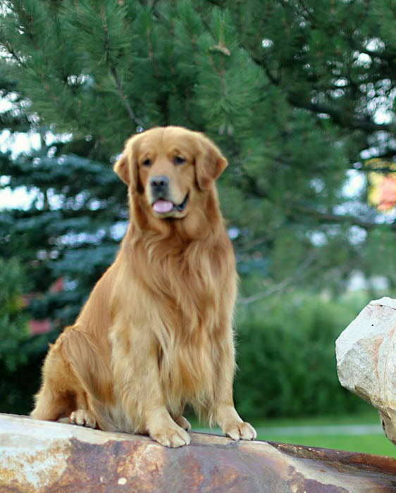 brutus, Sherwood's Sherwood's Don't Preach To The Choir