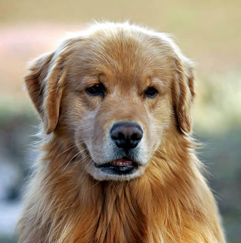 Aubridge Sherwood B Stylish