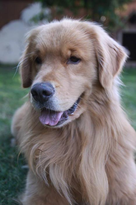 Dapper, Aubridge Sherwood B Stylish