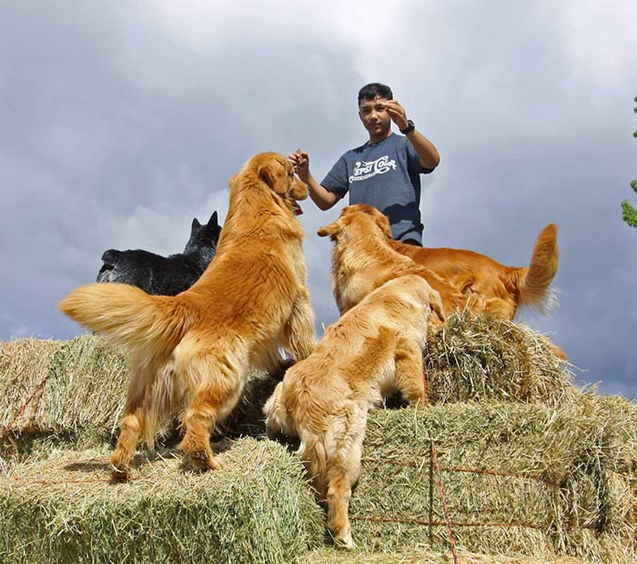 Dapper, Aubridge Sherwood B Stylish