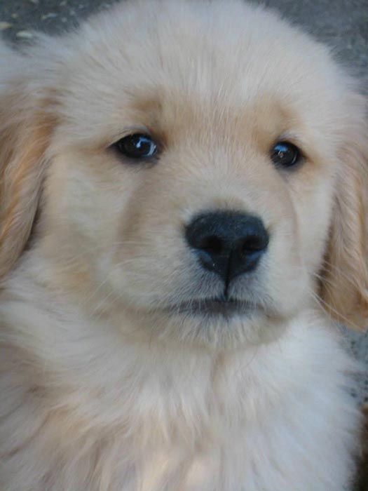 Dapper, Aubridge Sherwood B Stylish