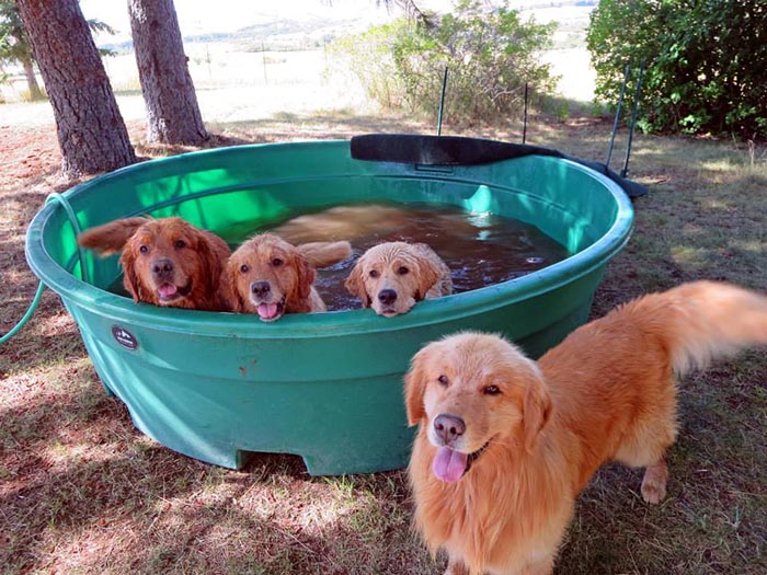 Dapper, Aubridge Sherwood B Stylish