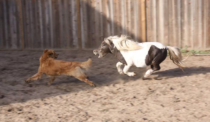 Dapper, Aubridge Sherwood B Stylish