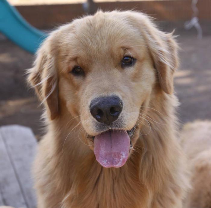 Dapper, Aubridge Sherwood B Stylish