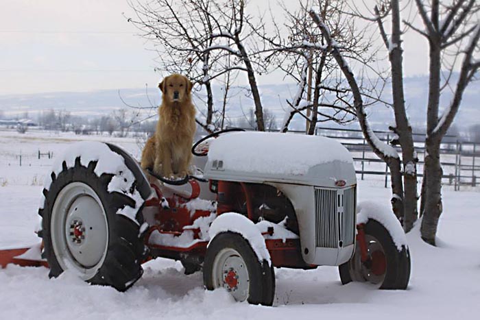Dapper, Aubridge Sherwood B Stylish