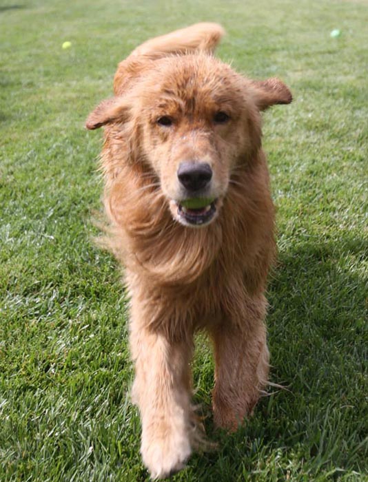 Dapper, Aubridge Sherwood B Stylish