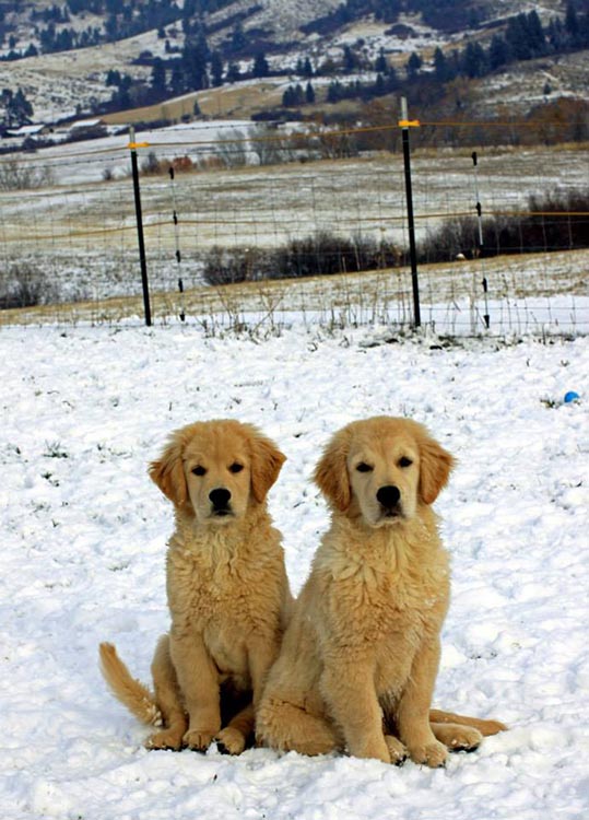 diva, Sherwood's Super Heroine