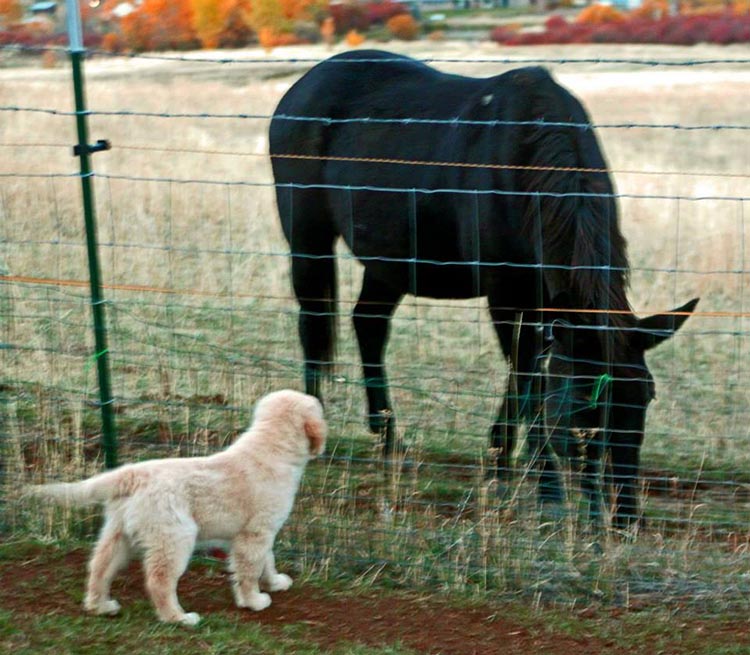 diva, Sherwood's Super Heroine