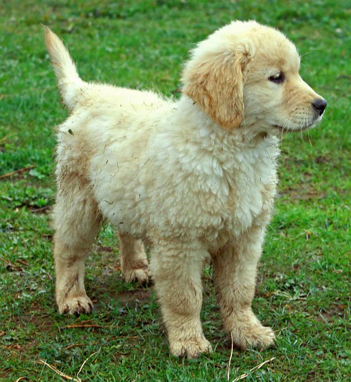 diva, Sherwood's Super Heroine