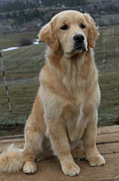 diva, Sherwood's Super Heroine