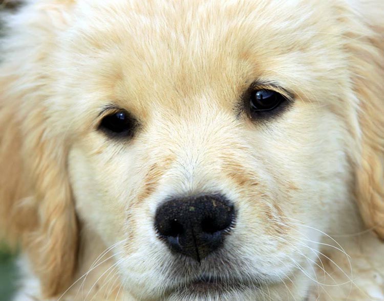 diva, Sherwood's Super Heroine