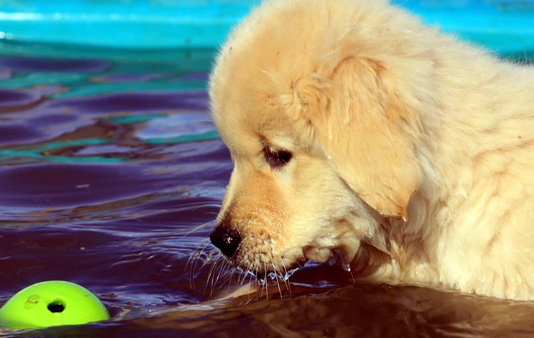 diva, Sherwood's Super Heroine