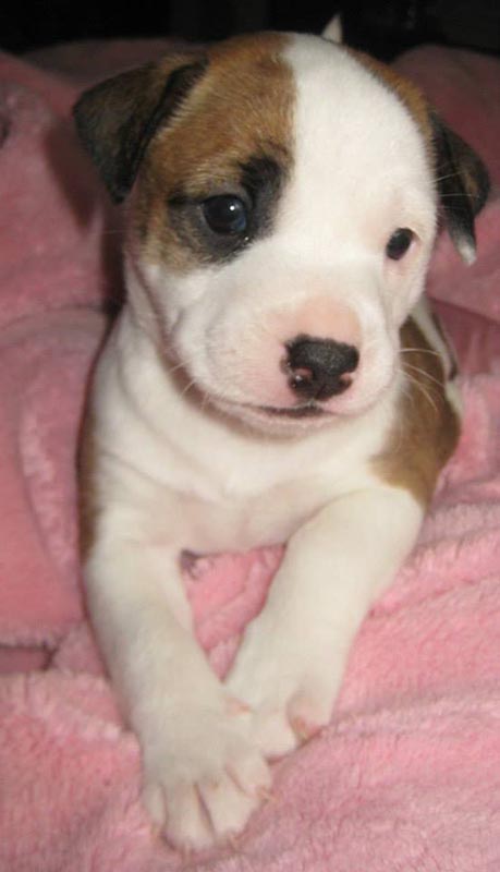 Graci Sherwood's Bulli Bulli