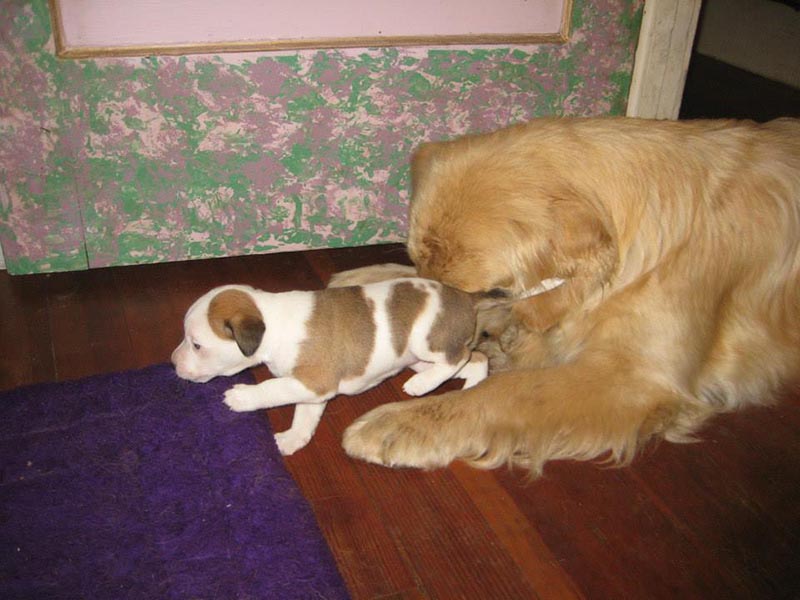 Graci Sherwood's Bulli Bulli