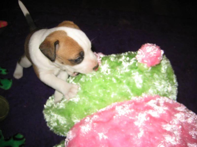 Graci Sherwood's Bulli Bulli