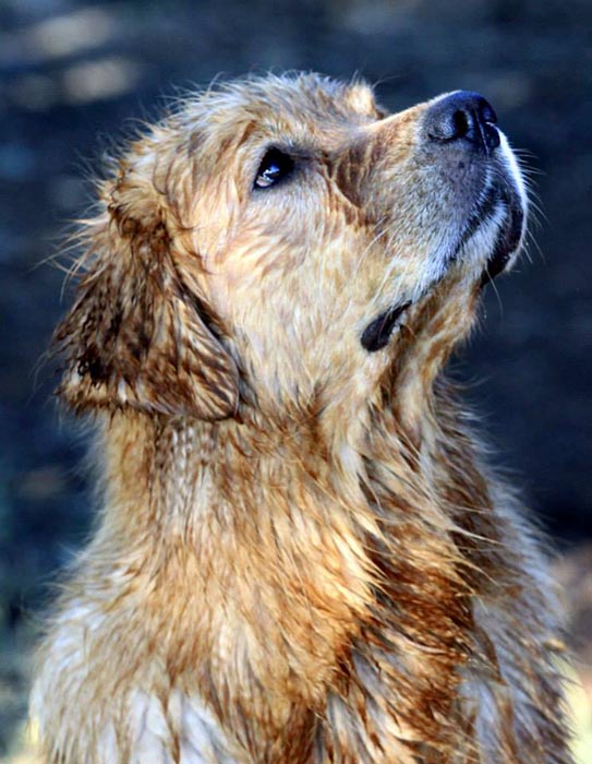 Kitti, Sherwood's Hello Kitti