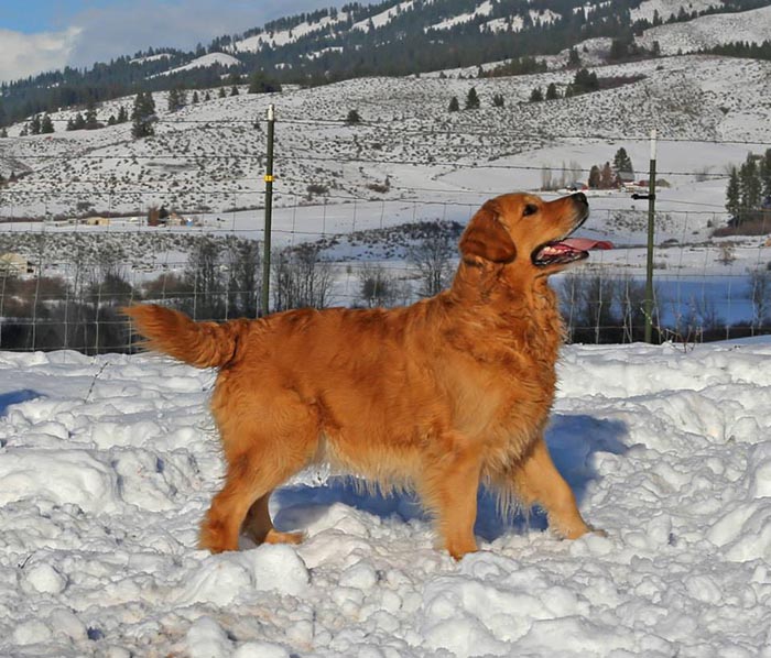 Kitti, Sherwood's Hello Kitti