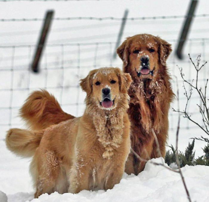 Kitti, Sherwood's Hello Kitti