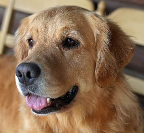 Sherwood's Hello Kitti