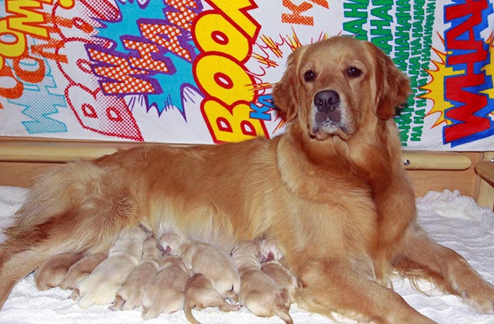 Kitti, Sherwood's Hello Kitti