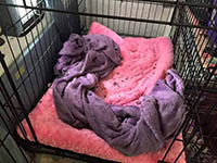 justice for diva rv 96