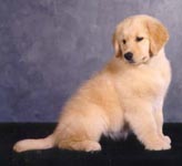 sherwood golden retrievers 