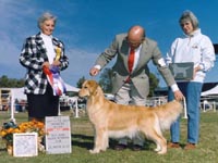 sherwood golden retrievers 