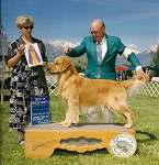 sherwood golden retrievers 