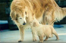 sherwood golden retrievers 
