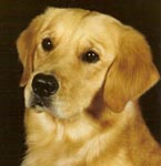 sherwood golden retrievers 