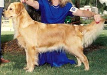 sherwood golden retrievers 