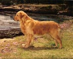 sherwood golden retrievers 