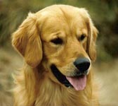 sherwood golden retrievers 