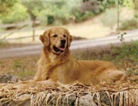 sherwood golden retrievers 