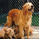 sherwood golden retrievers 